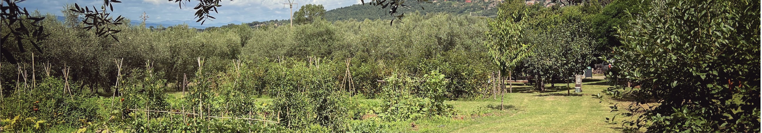 Orto di Luca Chiovelli, Montefiascone