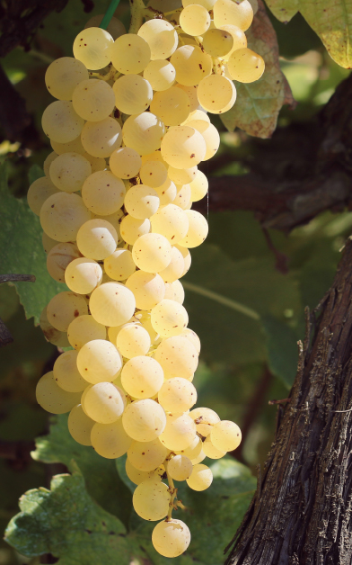 Uva durante la vendemmia