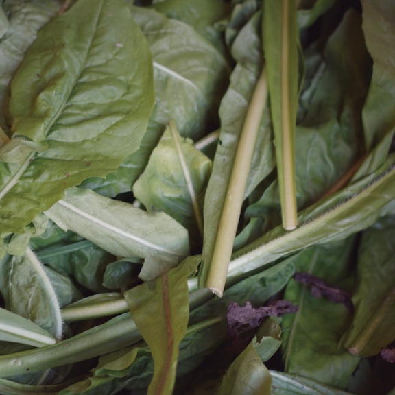 Wild Chicory