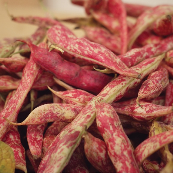 Borlotti Beans