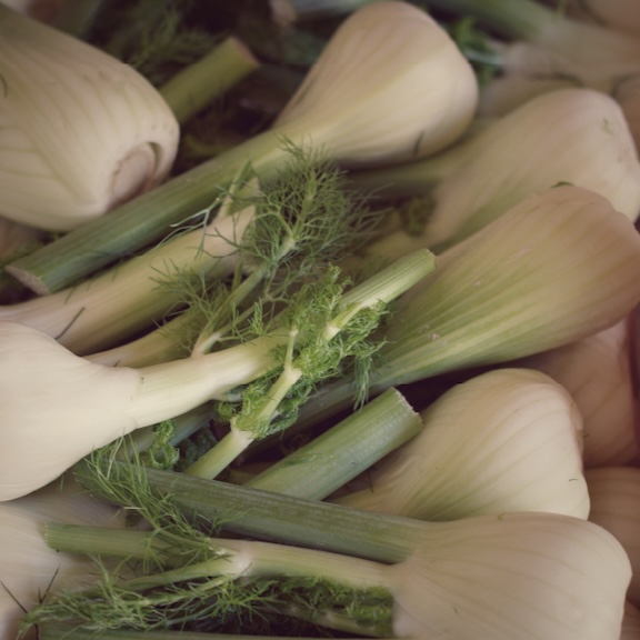 Fennel