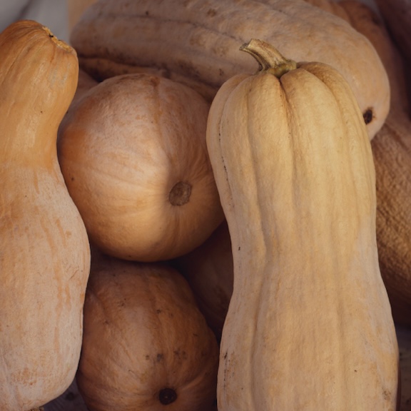 Butternut Squash