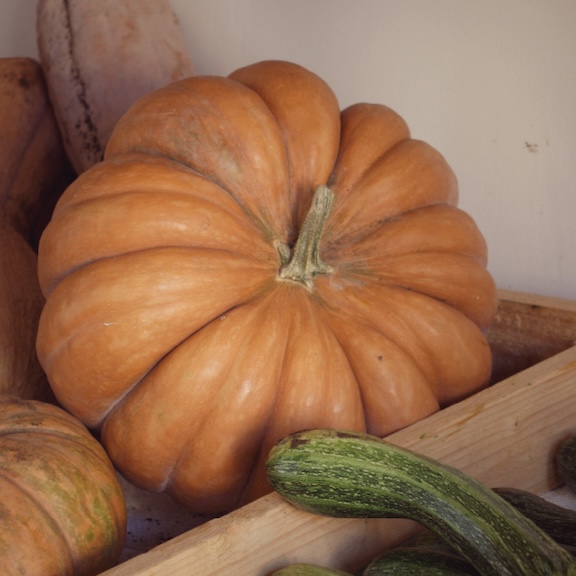 Musquee de Provence Pumpkin